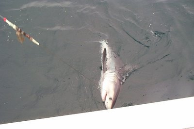 big game fishing at Whitby - The biggest shark you ever saw - jaws