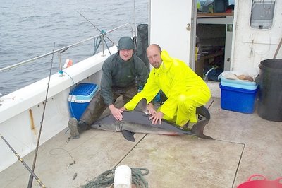 Whitby sea fishing for sharks with rich ward on shytorque