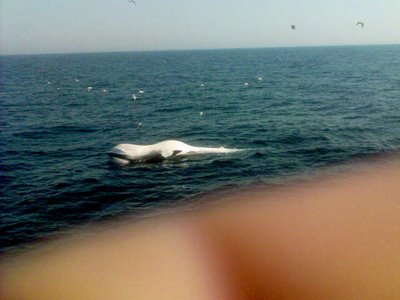 dead whale at whitby