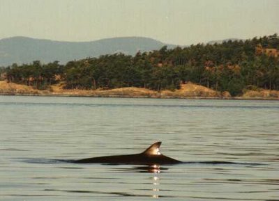 minke whale watching - eskbelle boat trips sunset cruise Whitby