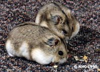 Dwarf Campbell Russian Hamster