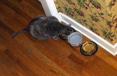 Kitty Dining 1