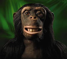 alive chimpanzee