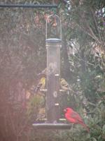 A crappy picture I took with my digital camcorder in the spring when my feeders were very busy.