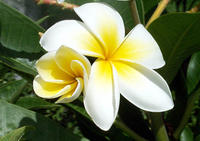 Once again, couldn't pick one favorite, but I do love plumeria.