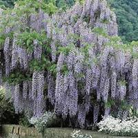 An example of wisteria vine.