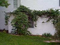 An example of grape vine.