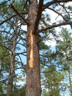 Naked stripe on pine tree from lightening strike.