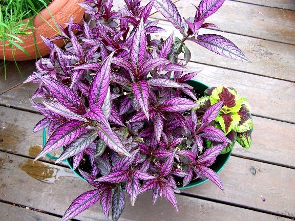 Perennial Passion: Persian Shield Then and Now