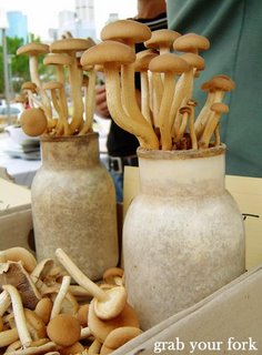 Pots of growing chestnut mushrooms