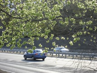 cars in spring