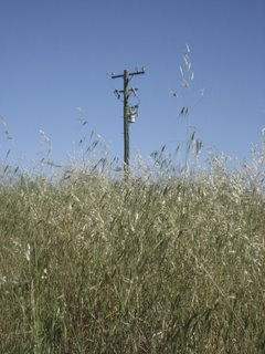 grass and telephone pole