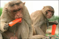 Monkeys-n-Popsicles