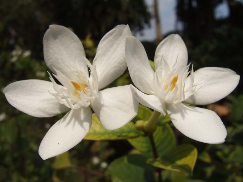 Common plants. Wrightia antidysenterica. Райтия Малайзия. Райтия антидизинтерика вариегатная. Cassia javanica.