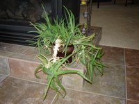 Houseplant Care Tips Aloe Vera Plant Faq