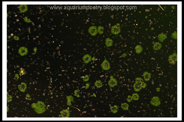 Aquarium Algae ID (updated May6th '10 Surface Skum): Green Spot algae - C5cc