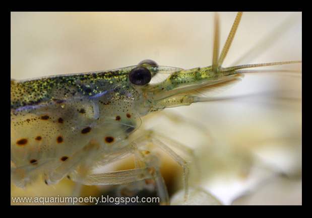 aquarium shrimp gallery: caridina multidentata aka amano