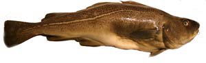 fishcodwholefish.2.jpg