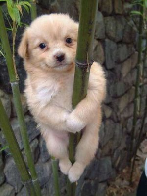 Funny Picture - Acrobatic Climber Puppy