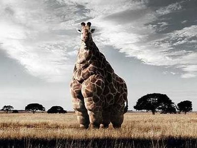 Fat giraffe , McDonalds now in Africa