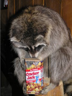 raccoon with crackerjacks