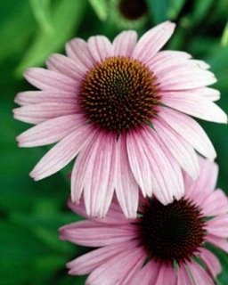 echinacea herbal remedy natural plants medicinal holistic healing and preventive medicine