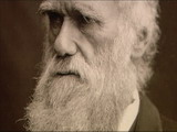Charlie Darwin