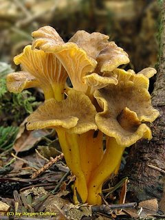 Chanterelles are naturally high in vitamin D.