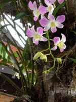 orchid @ Sentosa