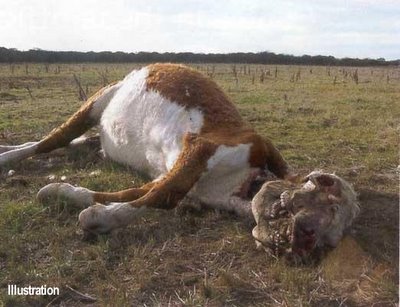 Cow Mutilated