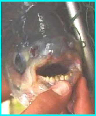 Fish With Human Teeth