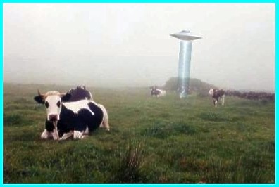Saucer Abducting Cow