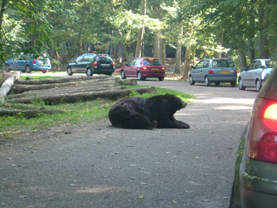 un ours regarde passer des voitures