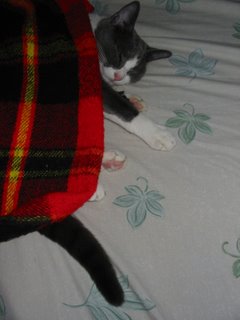 Sally Sleeps under Wool Blanket