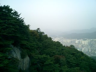 Forest and Busan City