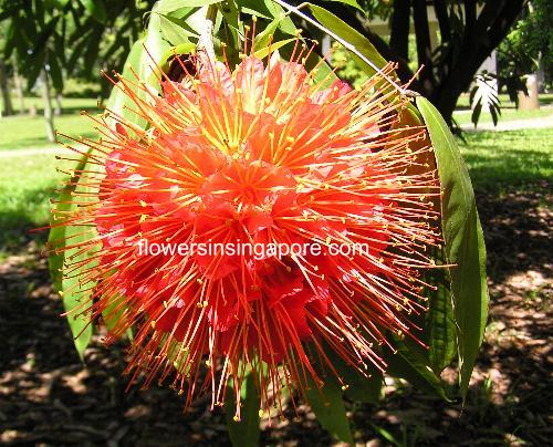 types of vibrant flowers Flowers in Singapore | 500 x 404