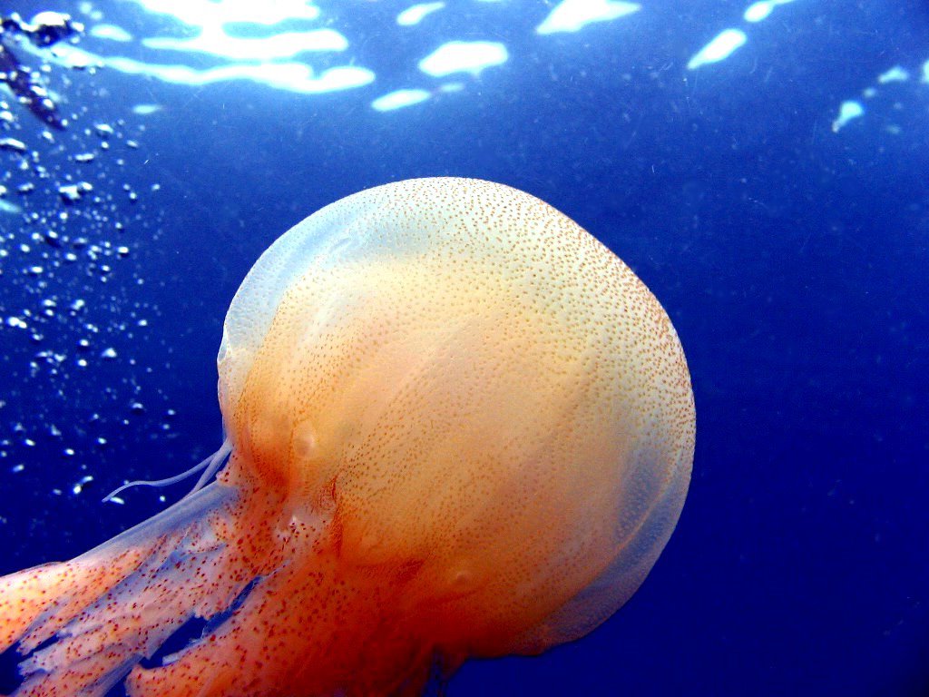 Медузы ледовитого океана. Арктическая медуза цианея. Полярная медуза цианея. Медуза цианея гигантская. Арктическая гигантская медуза цианея.