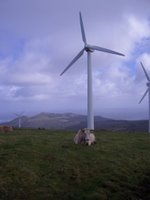 Vaca, muínho de vento, Serra da Capelada, San Andrés de Teixido