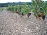 La Rioja, vinhas