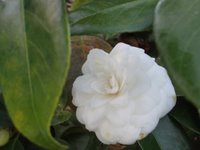 flor branca, camélia