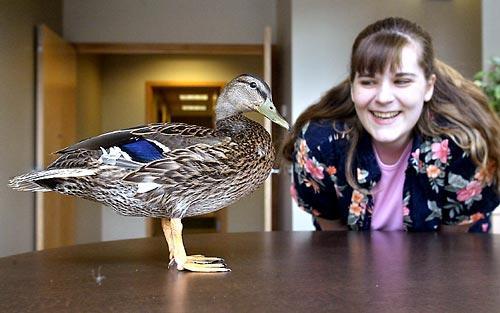 where to buy geo duck in st. louis where to buy geo duck in st. louis