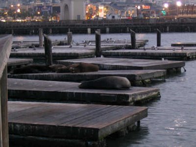 leones marinos en Puerto de San Francisco