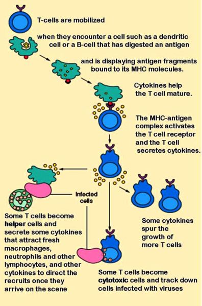 Animation: T-Cell Dependent Antigens (Quiz 1)