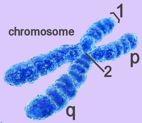 Chemistry Of Life Chromosome