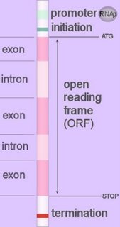 diagram of introns, exons, ORF, and promoter