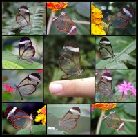 Collection of transparent butterflies