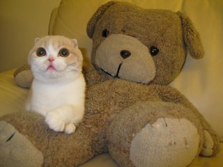 cat and teady bear