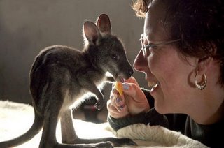 baby kangaroo with a lady