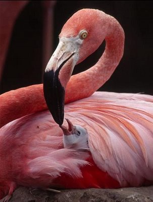 flamingo protecting and warming her baby