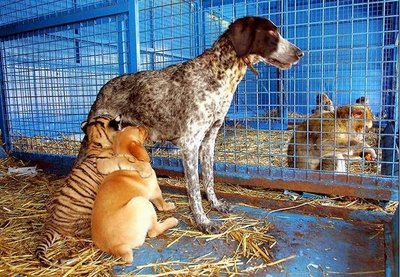 dog feeds puppy and cub